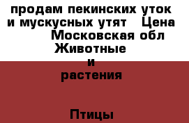 продам пекинских уток и мускусных утят › Цена ­ 700 - Московская обл. Животные и растения » Птицы   . Московская обл.